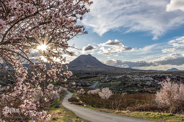 سامان شهر شکوفه های بهاری