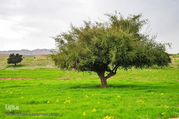 پیوند انسان و طبیعت در اندیکا