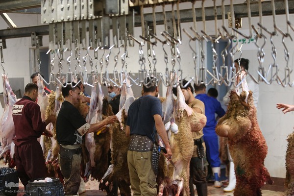 خرید و ذبح دام عید قربان در تهران