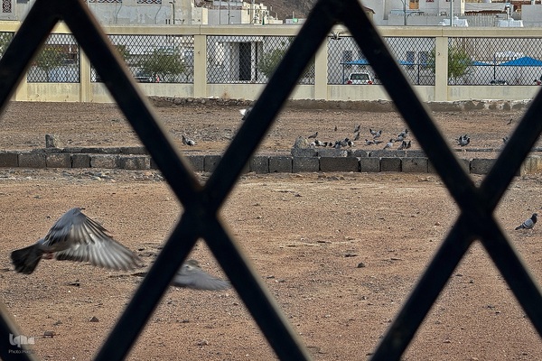 منطقه شهدای احد در مدینه منوره