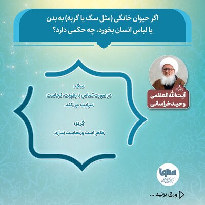 حکم شرعی تماس سگ و گربه با بدن یا لباس انسان