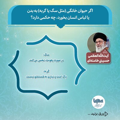 حکم شرعی تماس سگ و گربه با بدن یا لباس انسان