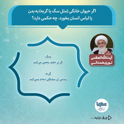 حکم شرعی تماس سگ و گربه با بدن یا لباس انسان