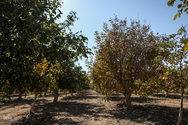 برداشت گردو اصلاح شده با دستگاه مکانیزه
