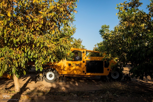 برداشت گردو اصلاح شده با دستگاه مکانیزه