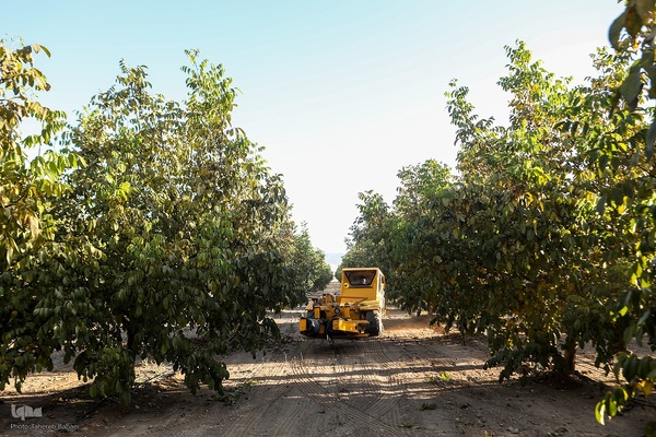برداشت گردو اصلاح شده با دستگاه مکانیزه