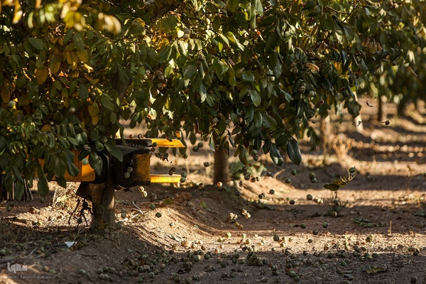 برداشت گردو اصلاح شده با دستگاه مکانیزه