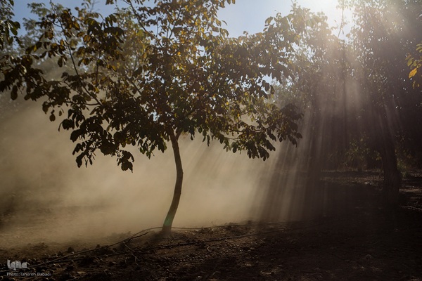 برداشت گردو اصلاح شده با دستگاه مکانیزه