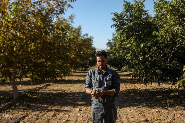 برداشت گردو اصلاح شده با دستگاه مکانیزه