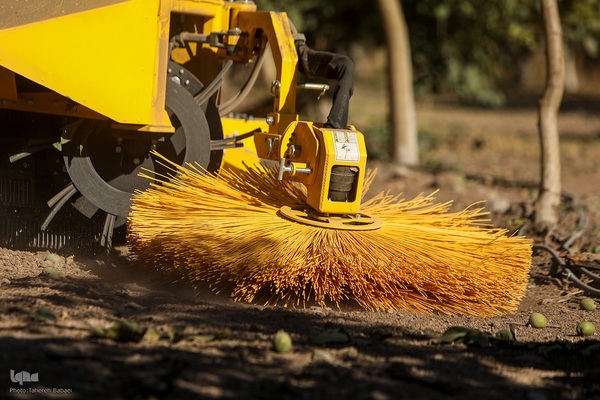 برداشت گردو اصلاح شده با دستگاه مکانیزه