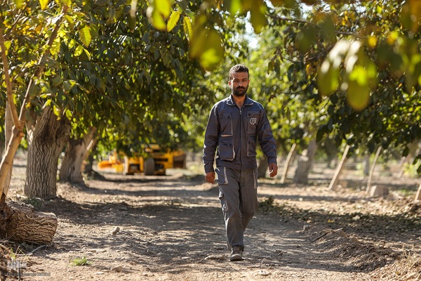 برداشت گردو اصلاح شده با دستگاه مکانیزه