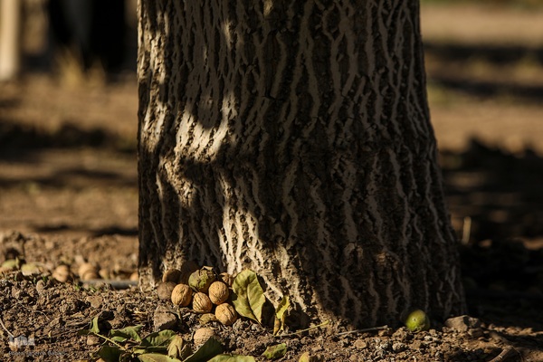 برداشت گردو اصلاح شده با دستگاه مکانیزه