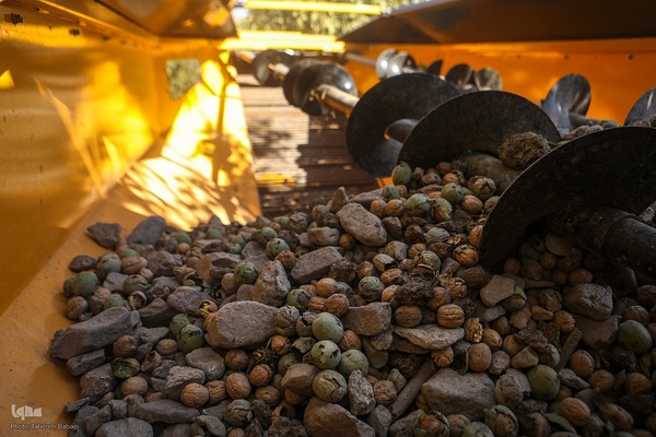 برداشت گردو اصلاح شده با دستگاه مکانیزه