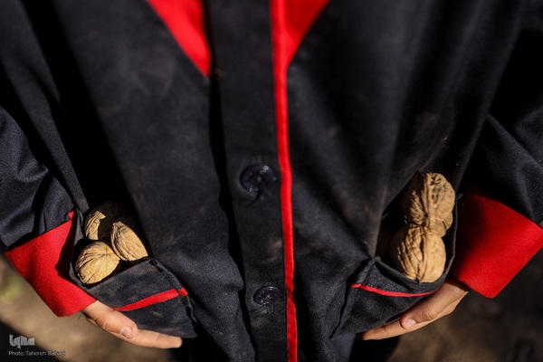 برداشت گردو اصلاح شده با دستگاه مکانیزه