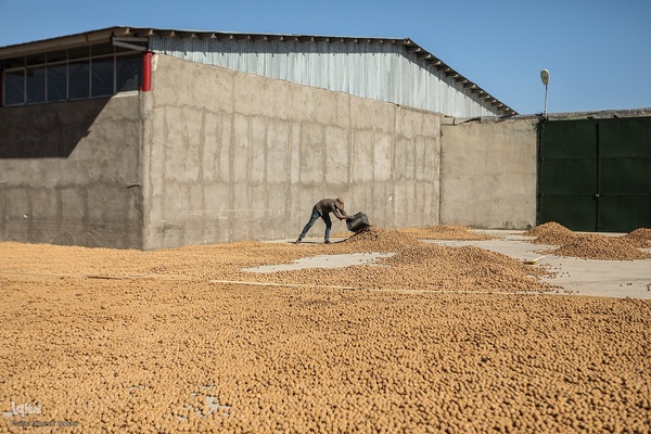 برداشت گردو اصلاح شده با دستگاه مکانیزه
