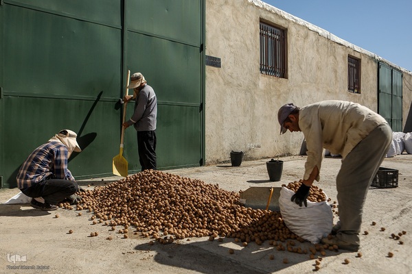 برداشت گردو اصلاح شده با دستگاه مکانیزه