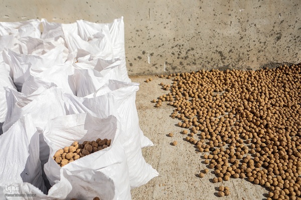 برداشت گردو اصلاح شده با دستگاه مکانیزه