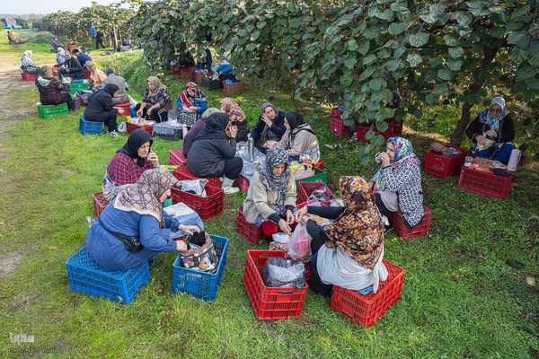 برداشت کیوی از باغات سلمانشهر
