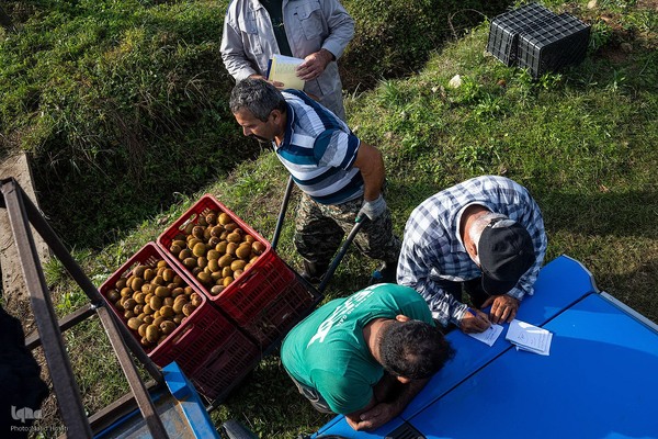 برداشت کیوی از باغات سلمانشهر