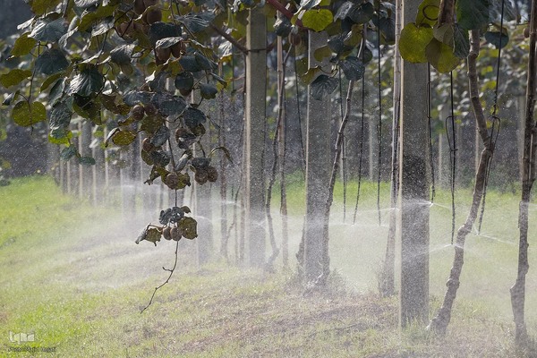 برداشت کیوی از باغات سلمانشهر