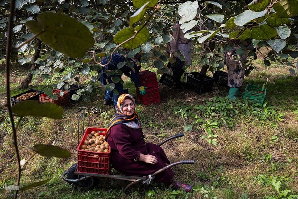 برداشت کیوی از باغات سلمانشهر