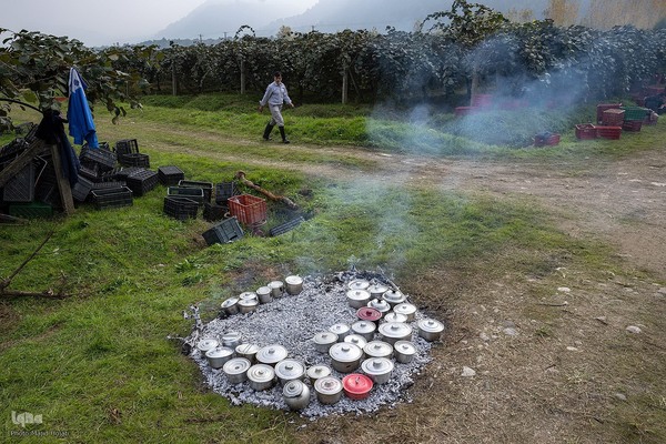 برداشت کیوی از باغات سلمانشهر