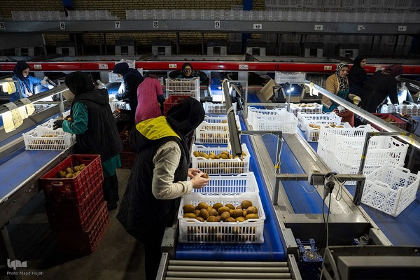 برداشت کیوی از باغات سلمانشهر