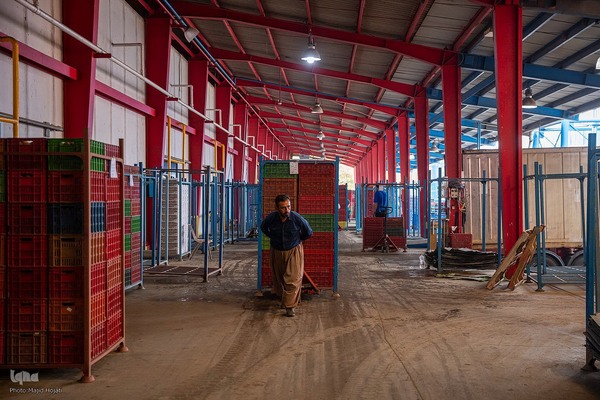 برداشت کیوی از باغات سلمانشهر