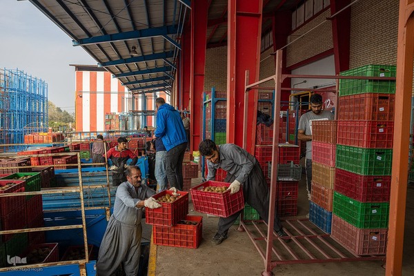 برداشت کیوی از باغات سلمانشهر
