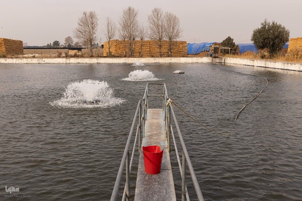 برداشت شب یلدایی‌ ماهی قزل آلا در تلیسه‌ نمونه