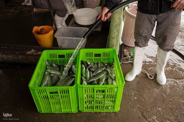 برداشت شب یلدایی‌ ماهی قزل آلا در تلیسه‌ نمونه