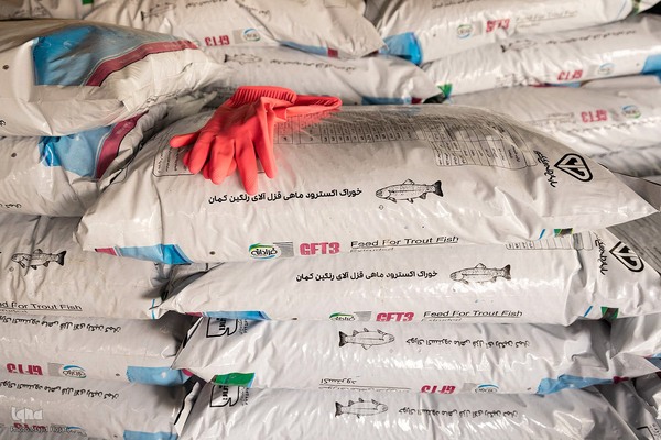 برداشت شب یلدایی‌ ماهی قزل آلا در تلیسه‌ نمونه