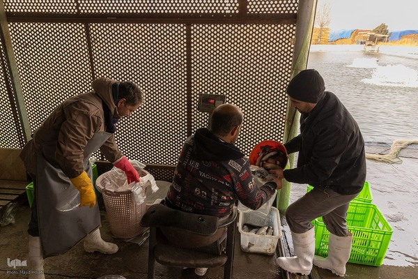 برداشت شب یلدایی‌ ماهی قزل آلا در تلیسه‌ نمونه