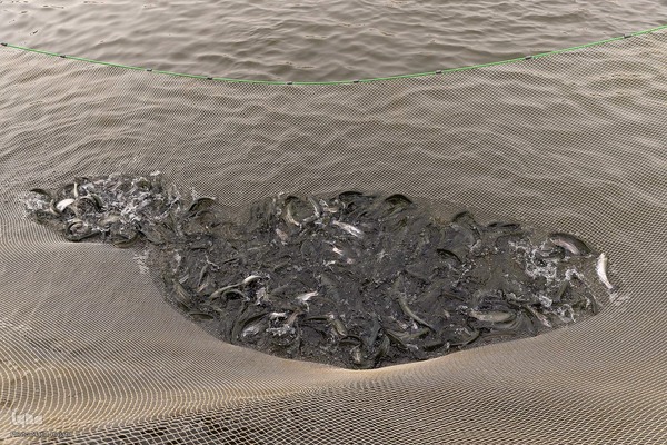 برداشت شب یلدایی‌ ماهی قزل آلا در تلیسه‌ نمونه