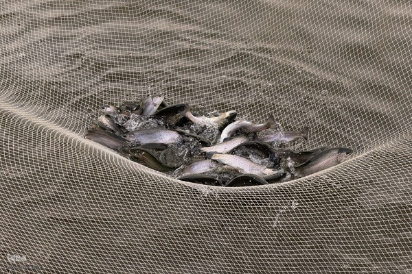 برداشت شب یلدایی‌ ماهی قزل آلا در تلیسه‌ نمونه