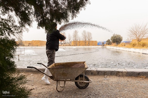برداشت شب یلدایی‌ ماهی قزل آلا در تلیسه‌ نمونه