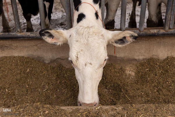 دامداری تلیسه نمونه تولید شیر ، دامداری تلیسه‌ نمونه خودکفایی در تولید شیر با تلیسه نمونه