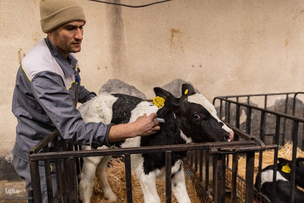 دامداری تلیسه نمونه تولید شیر ، دامداری تلیسه‌ نمونه خودکفایی در تولید شیر با تلیسه نمونه