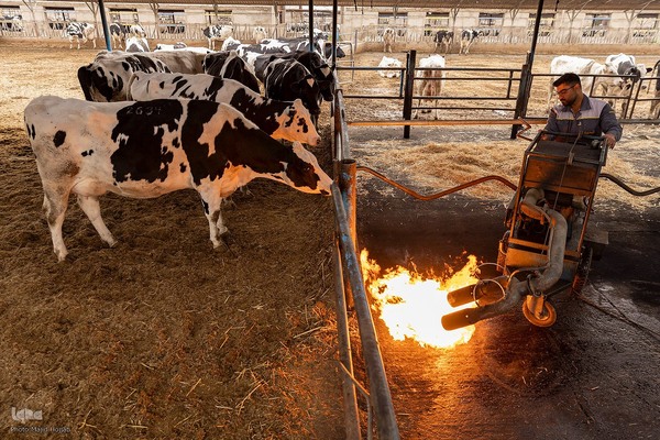 دامداری تلیسه نمونه تولید شیر ، دامداری تلیسه‌ نمونه خودکفایی در تولید شیر با تلیسه نمونه