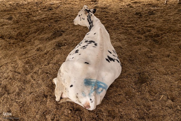 دامداری تلیسه نمونه تولید شیر ، دامداری تلیسه‌ نمونه خودکفایی در تولید شیر با تلیسه نمونه