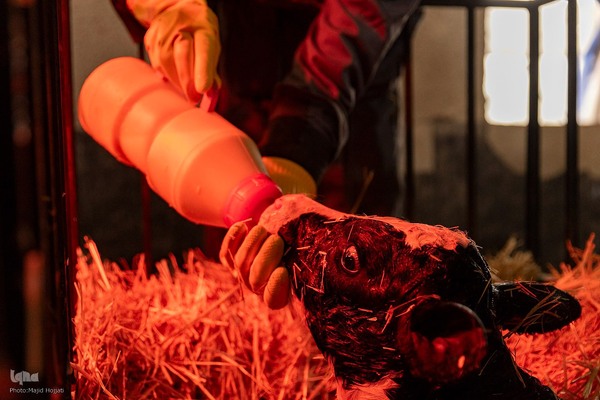 دامداری تلیسه نمونه تولید شیر ، دامداری تلیسه‌ نمونه خودکفایی در تولید شیر با تلیسه نمونه