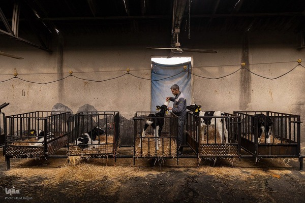 دامداری تلیسه نمونه تولید شیر ، دامداری تلیسه‌ نمونه خودکفایی در تولید شیر با تلیسه نمونه