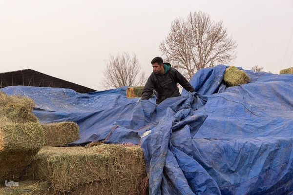 دامداری تلیسه نمونه تولید شیر ، دامداری تلیسه‌ نمونه خودکفایی در تولید شیر با تلیسه نمونه