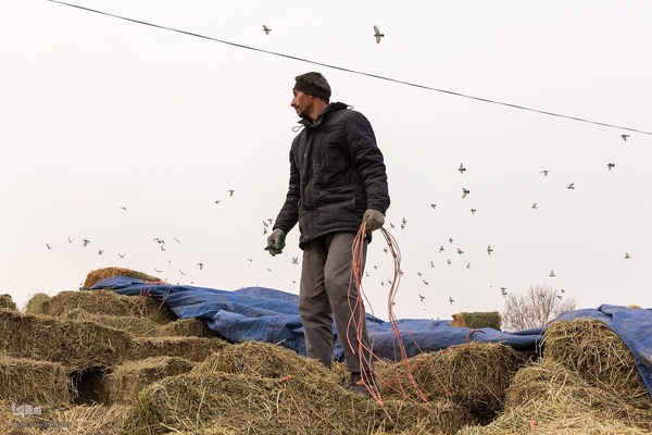 دامداری تلیسه نمونه تولید شیر ، دامداری تلیسه‌ نمونه خودکفایی در تولید شیر با تلیسه نمونه