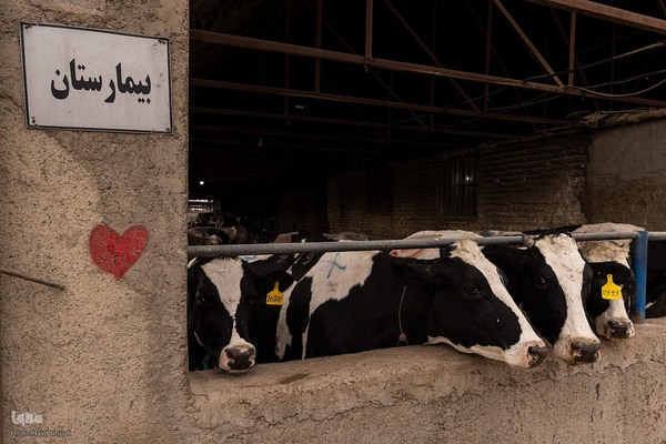 دامداری تلیسه نمونه تولید شیر ، دامداری تلیسه‌ نمونه خودکفایی در تولید شیر با تلیسه نمونه