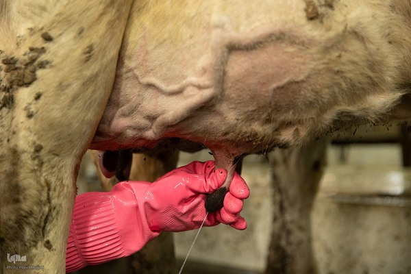 دامداری تلیسه نمونه تولید شیر ، دامداری تلیسه‌ نمونه خودکفایی در تولید شیر با تلیسه نمونه