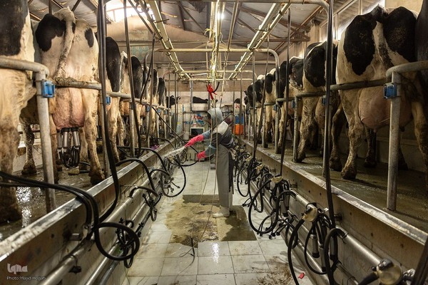 دامداری تلیسه نمونه تولید شیر ، دامداری تلیسه‌ نمونه خودکفایی در تولید شیر با تلیسه نمونه