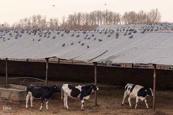 دامداری تلیسه نمونه تولید شیر ، دامداری تلیسه‌ نمونه خودکفایی در تولید شیر با تلیسه نمونه