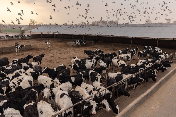 دامداری تلیسه نمونه تولید شیر ، دامداری تلیسه‌ نمونه خودکفایی در تولید شیر با تلیسه نمونه