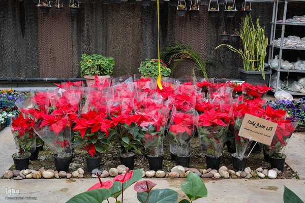 حال و‌ هوای یلدایی اصفهان